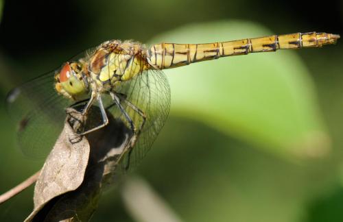 Réf. 36 070 : Sympetrum striolatum