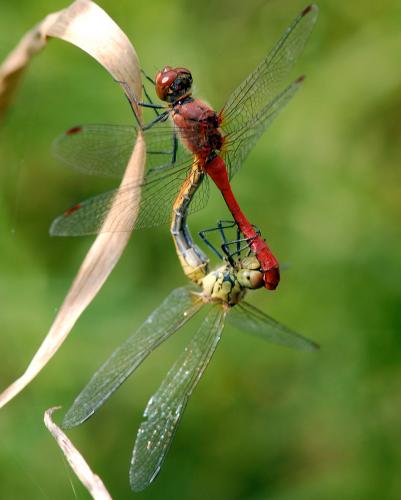 Réf. 36 074 : Sympetrum sanguineum