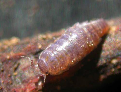 Trichoniscus provisorius