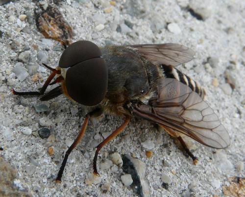Réf. 36 327 : Tabanus sudeticus