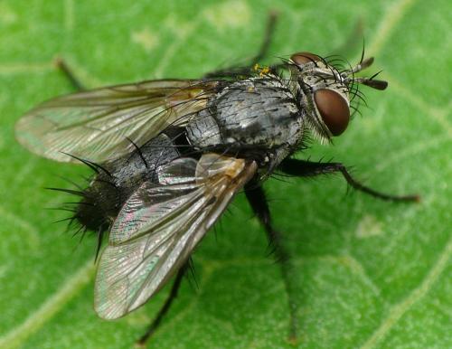 Réf. 36 565 : Voria ruralis