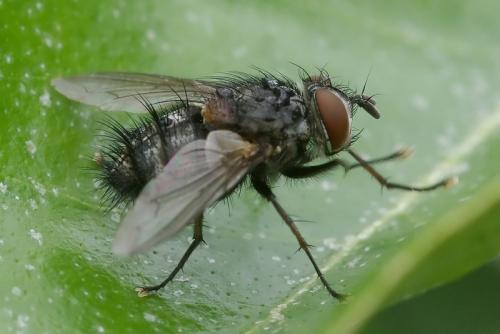 Carcelia sp.