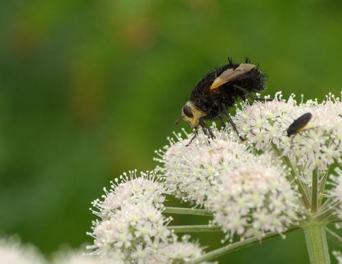 Réf. 36 950 : Tachina grossa