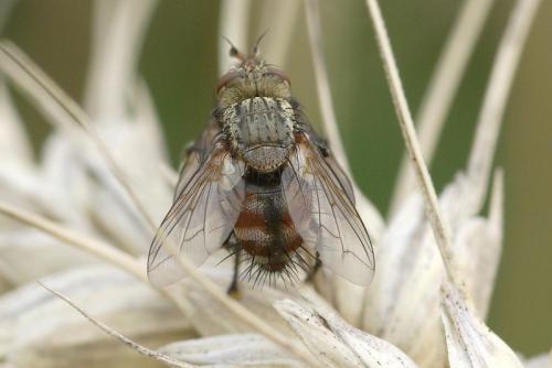 Peleteria iavana