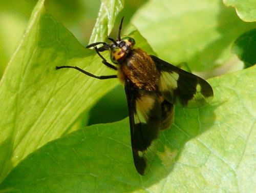 Réf. 36 032 : Chrysops caecutiens