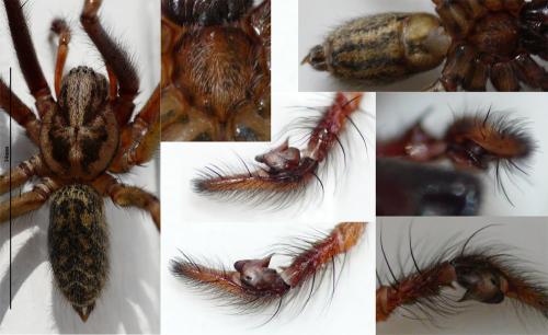 Tegenaria sp.