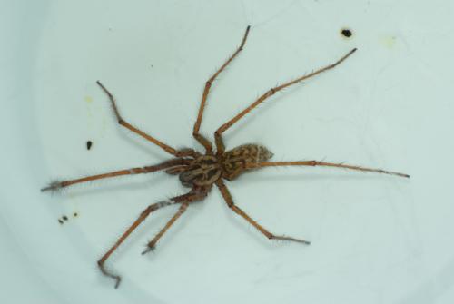 Tegenaria sp.