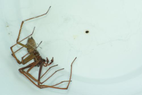 Tegenaria sp.