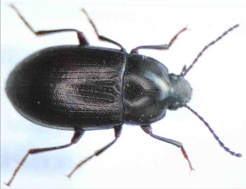 Nalassus laevioctostriatus