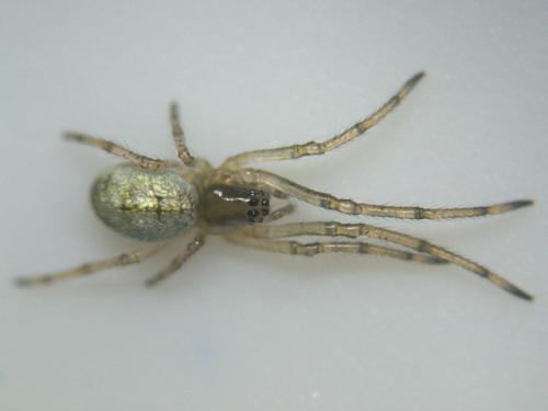 Tetragnatha sp.