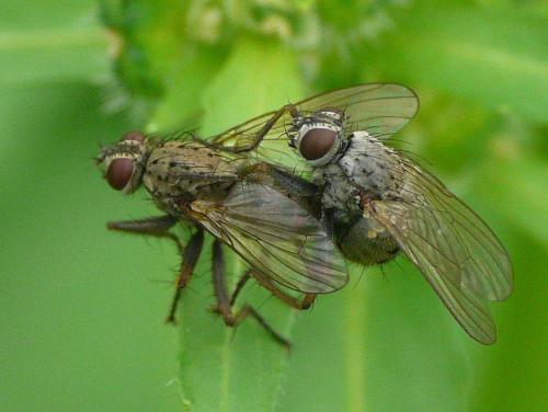 Réf. 36 946 : Coenosia tigrina