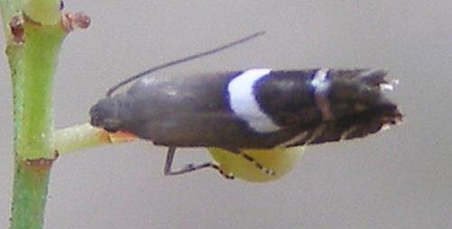 Réf. 36 109 : Glyphipterix equitella