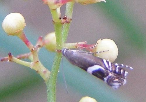 Réf. 36 111 : Glyphipterix equitella
