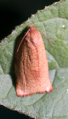 Réf. 36 914 : Cacoecimorpha pronubana
