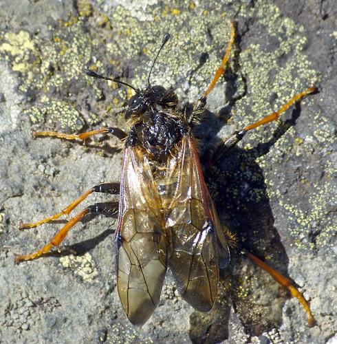 Trichiosoma sp.