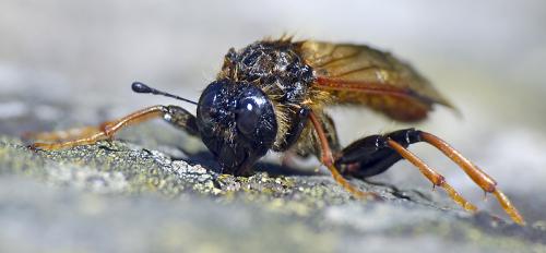 Trichiosoma sp.