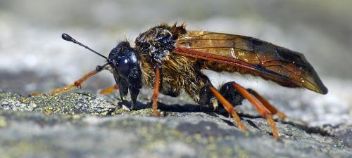 Trichiosoma sp.