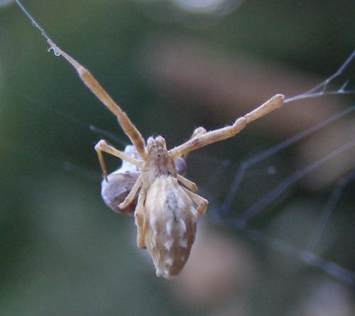 Uloborus walckenaerius
