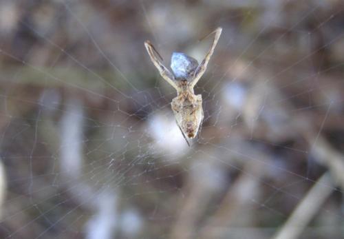 Uloborus walckenaerius