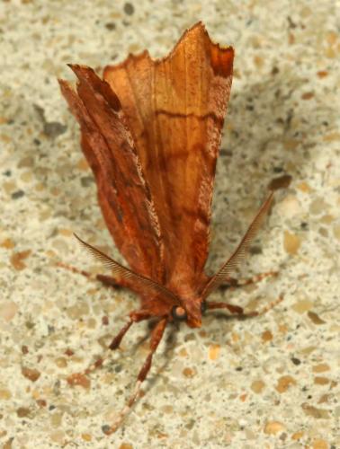 Réf. 36 718 : Selenia dentaria