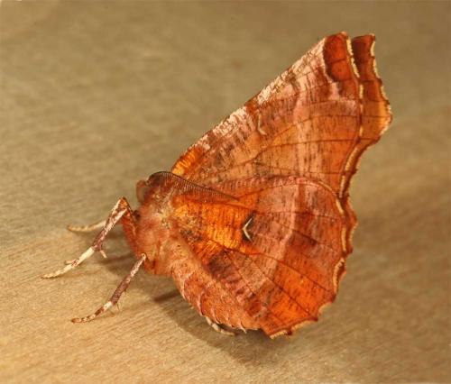 Réf. 36 719 : Selenia dentaria