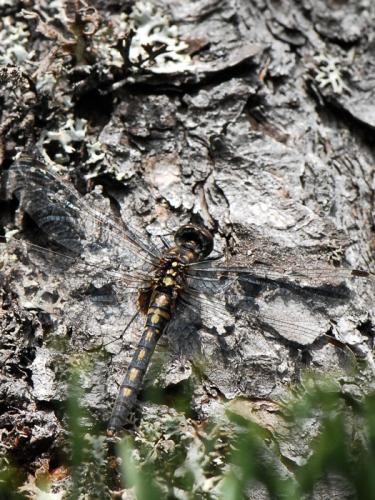 Leucorrhinia dubia