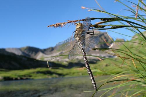Réf. 36 589 : Aeshna juncea