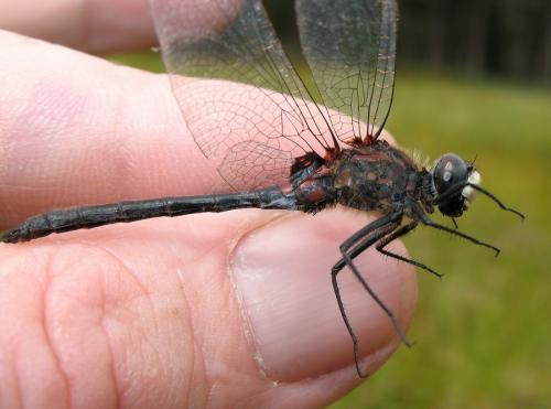 Leucorrhinia dubia