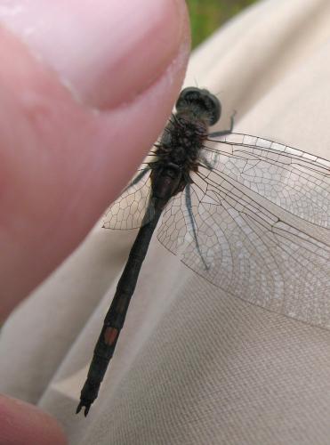 Leucorrhinia dubia