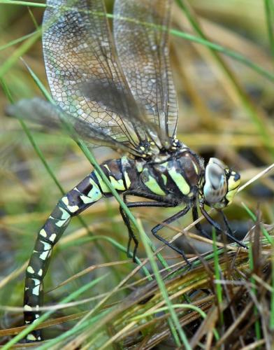 Réf. 36 992 : Aeshna juncea