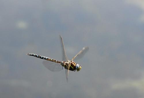 Réf. 36 739 : Aeshna juncea