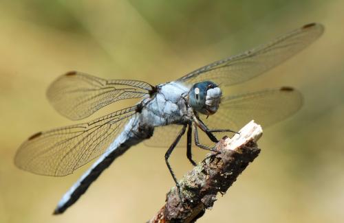Réf. 36 042 : Orthetrum brunneum