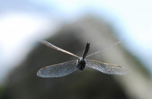 Aeshna juncea