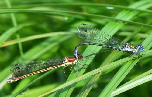 Lestes dryas