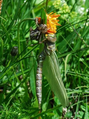 Réf. 36 046 : Aeshna juncea