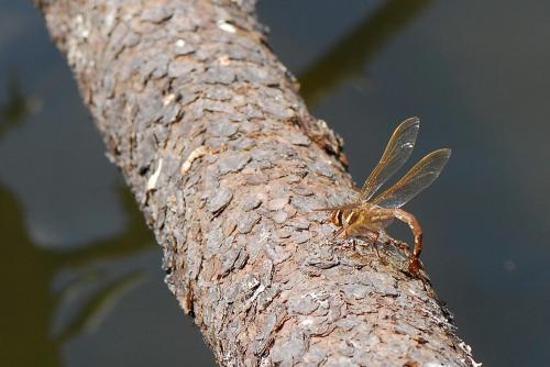 Aeshna grandis