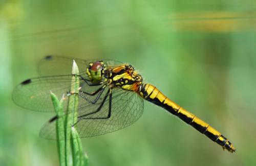 Sympetrum danae