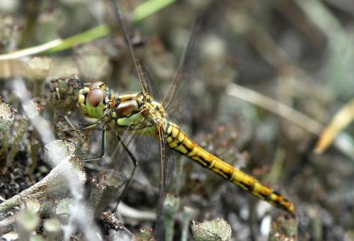Réf. 36 223 : Sympetrum vulgatum