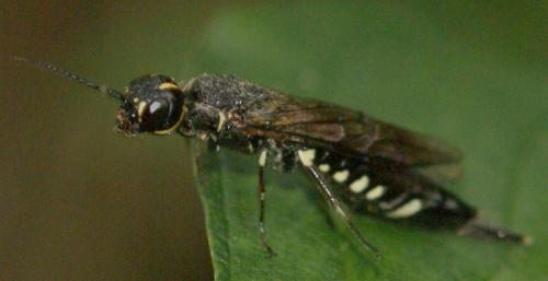 Xiphydria longicollis