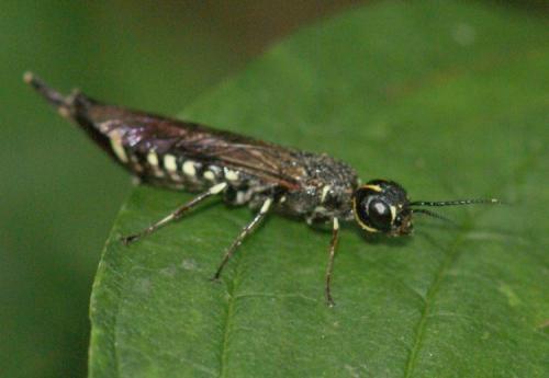 Xiphydria longicollis