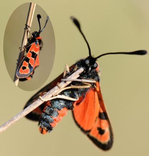 Zygaena fausta