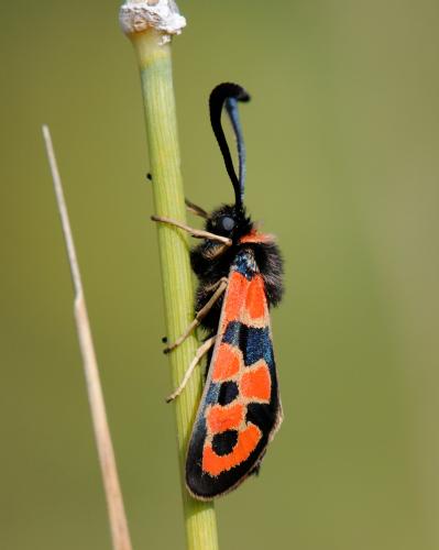 Réf. 36 986 : Zygaena fausta