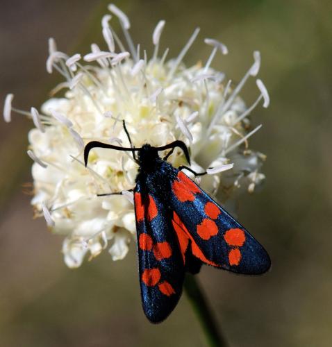 Réf. 36 663 : Zygaena transalpina