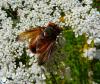 36270 – Photo : Patrick Straub – France (68)