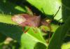 36025 – Photo : Normand Mlaure – France (34)
