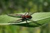 Pisaura mirabilis