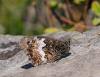 36984 – Photo : Régis Henry – France (20)