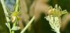 36578 – Photo : jean louis Besson – France (06)