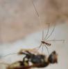 36099 – Photo : jean louis Besson – France (06)