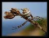 36864 – Photo : Bastien VIAL-JAIME – France (13)
